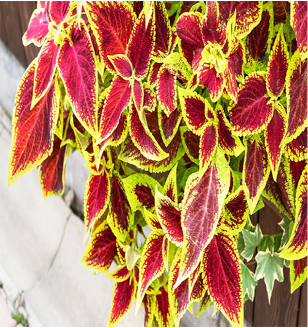 Coleus Forskolin Extract